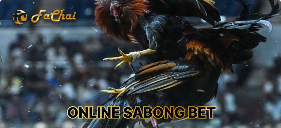 Best Online sabong bet site and fachai Sabong