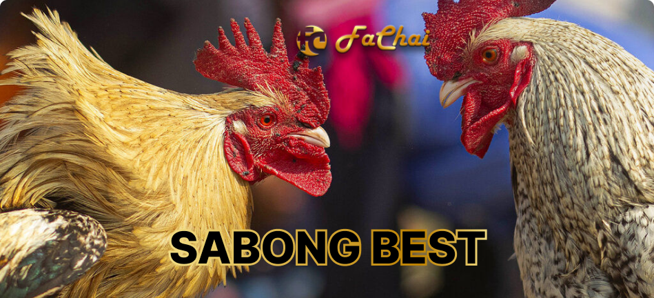 How to Play Sabong Online at Sabong Best Fachai Online Casino 