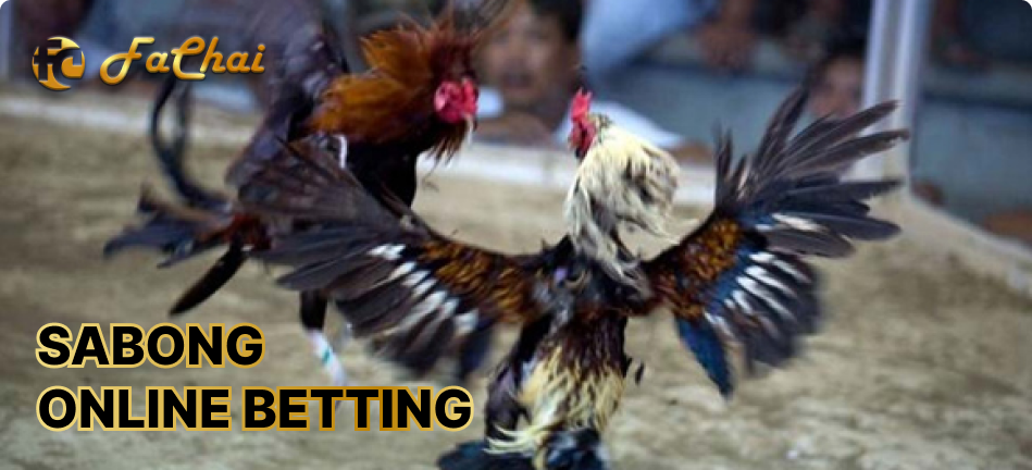 Sabong online betting | Extreme Cockfighting in Phillipines